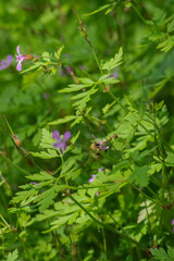 Bumblebee on Herb Robert (Geranium Robertainum)
