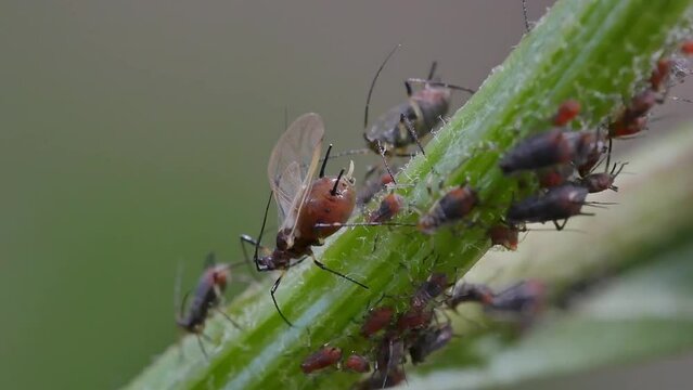 Colony of aphidoidea scavenging on garden plants
