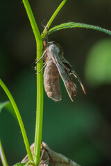 Twin-spotted Sphinx (Smerinthus jamaicensis)