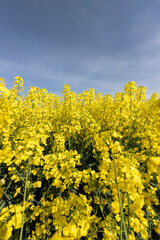 Obraz premium a monoculture of rapeseed during flowering with yellow flowers