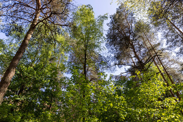 pine forest with tall trees against a blue sky background