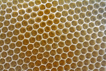 close up of honey comb