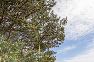 pine details during flowering in windy weather