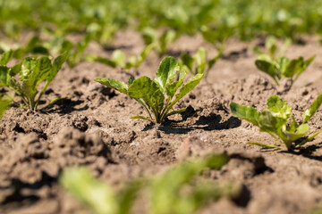 a field with white beetroot for the production of white beet sugar