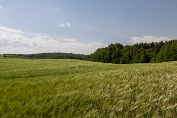 unripe barley ears in spring