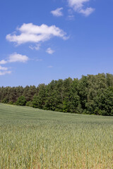 unripe barley ears in spring