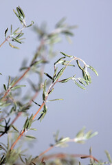 Dried rubbed thyme fresh natural botanical healthy powerful gods herbs sprig close up background high quality instant stock photography