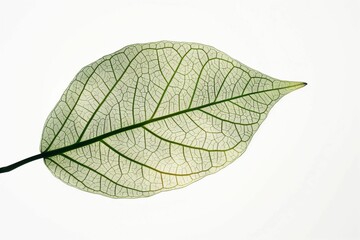 AI generated illustration of a green leaf showing intricate vein patterns against a white background
