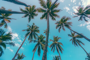 Palm trees in summer on a beach, view from bottom to top, blue sky, sunny day