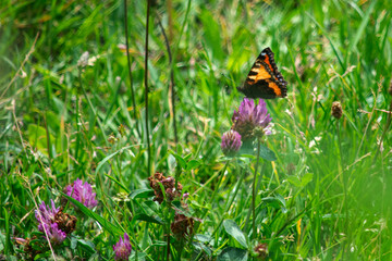 motyl na kwiatku © Dariusz Grochal 