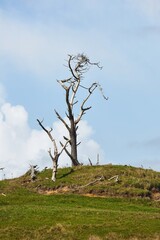 Dry dead tree on a hill