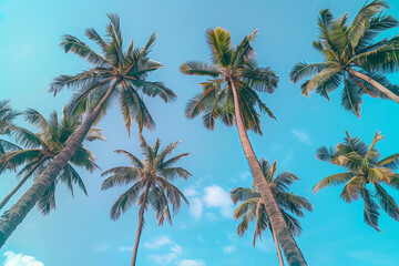 Palm trees in summer on a beach, view from bottom to top, blue sky, sunny day