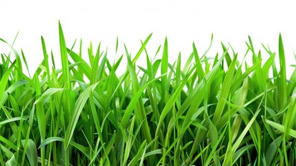 Lush Green Grass Blades Against White Background