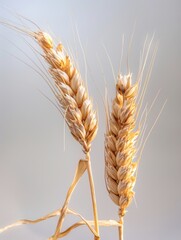 An ear of wheat isolated on pure white background, 
