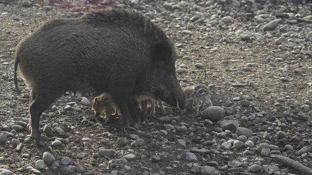 Female wild boar with her brood of children in wild. Mother and young boar babies. Sus scrofa. Bearded pigs Borneo family. Wild boar family mother and striped piglet. Wildlife. Active young boars. 