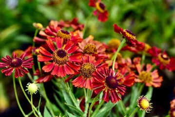 Close-up shot of vibrant red Sneezeweed flowers in full bloom with green foliage in the background