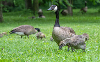 Canada geese with goslings in bright green grass in spring.