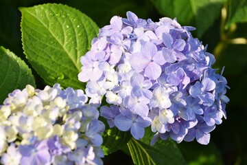 紫陽花