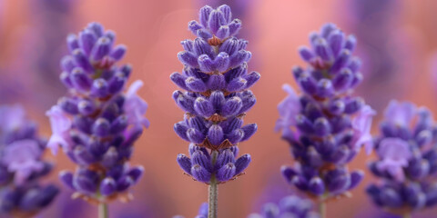 Detailed close-up of blooming lavender flowers, showcasing their vibrant purple hues in a lush garden setting.