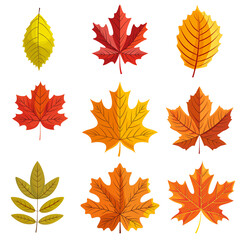 Set of colorful autumn leaves, isolated flat illustration for greeting cards, posters, print