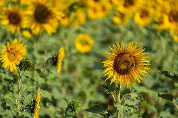 sunflower plantation on a sunny afternoon