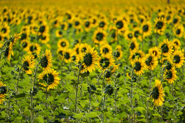 sunflower plantation on a sunny afternoon