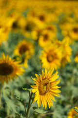 sunflower plantation on a sunny afternoon