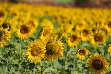sunflower plantation on a sunny afternoon