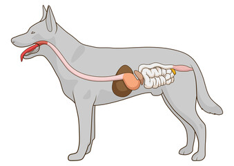 Digestive system of the dog medical veterinary PNG illustration