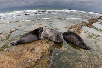 Elephant seal, Peninsula Valdes, Unesco World Heritage Site, Patagonia, Argentina