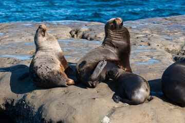 South American  Sea Lion , .Peninsula Valdes ,Chubut,Patagonia, Argentina