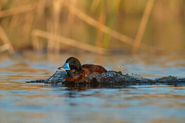  Lake Duck in Pampas Lagoon environment, La Pampa Province, Patagonia , Argentina.