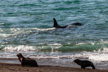 Killer Whale, Orca, hunting a sea lions , Peninsula Valdes, Patagonia Argentina