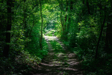 緑に囲まれた道