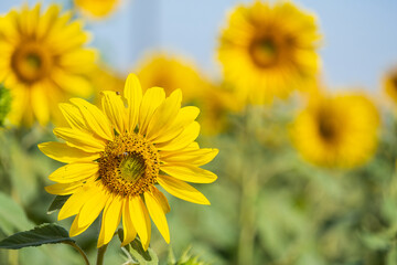 Fototapeta premium sunflower plantation on a sunny afternoon