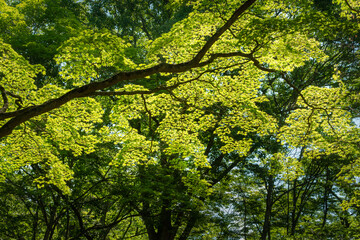 光に映るイチョウの葉