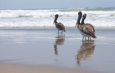 A group of brown Pelican at the sea shore. They have a unic behavior to follow fishing boats and hang