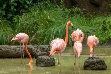 Group of flamingos standing in a pond with lush green grass in the background