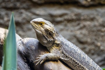 Close-up of a bearded dragon lizard resting on a branch with a blurred natural background