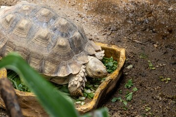 Close-up of a tortoise eating greens from a bowl in a natural habitat