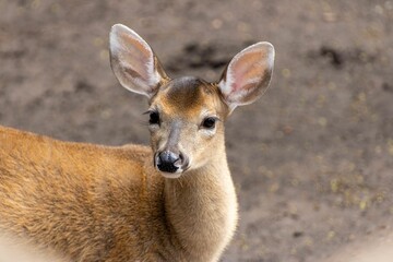 Close-up shot of a young deer with large ears standing on a dirt background