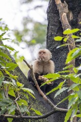 Capuchin monkey perched on a tree branch in a lush forest, holding food and looking upwards