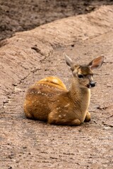 Young deer fawn resting on a dirt path in a natural park setting