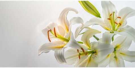 Vase with White Lilies: Delicate Flower Arrangement in a Vase, Pure Beauty of Flowers