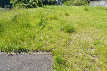 雑草が茂る空き地 © 雅弘 山口