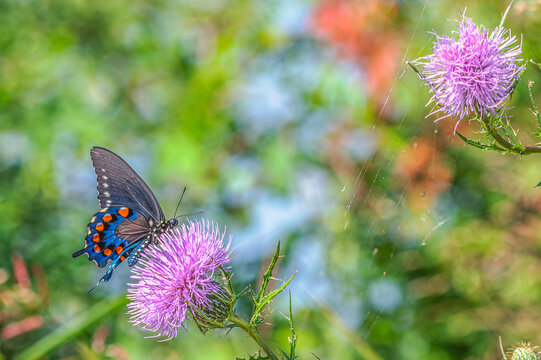California pipevine swallowtail butterfly landing in a pink tall thistle, its wings fluttering in the air.