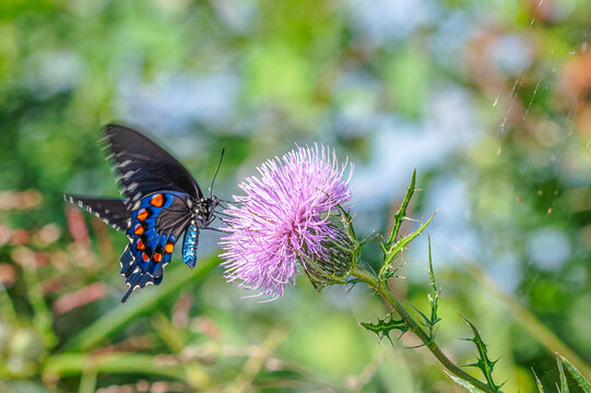 California pipevine swallowtail butterfly landing in a pink tall thistle, its wings fluttering in the air.