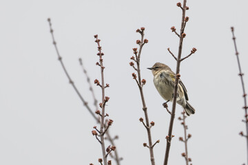 Myrtle warbler perched in a tree.