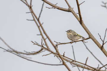 Myrtle warbler perched in a tree.
