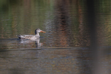 Closeup of a northern shoveler in a lake in winter.
